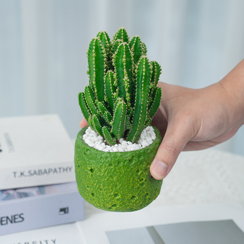 万重山盆栽懒人仙人掌多肉室内精致清新桌面可爱摆件种好发货