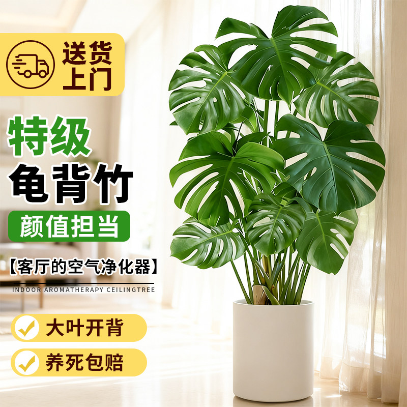 龟背竹客厅大盆栽老桩大叶开背绿植办公室内懒人好养落地四季盆景