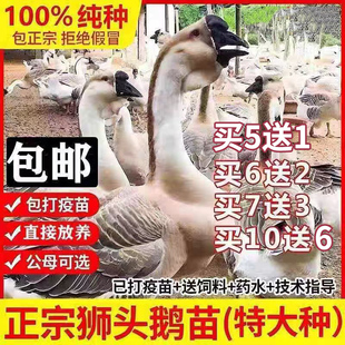 加急发货汕头纯种狮头鹅苗正宗大种灰狮头鹅活苗鹅仔宠物鹅苗活体