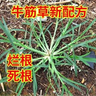 专打牛筋草专用除草剂套餐果园荒地牛筋草茅草连根烂不返青一扫光