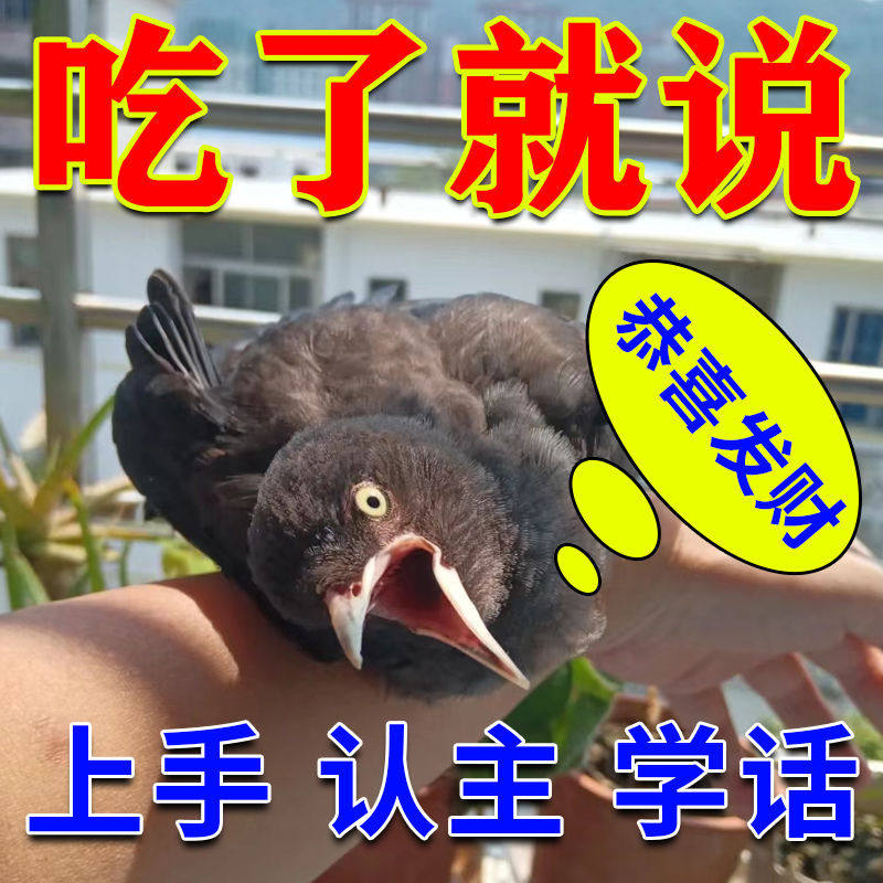 当天讲话】黑八鸟哥饲料营养粮鹩哥幼鸟食高蛋白学说话零食