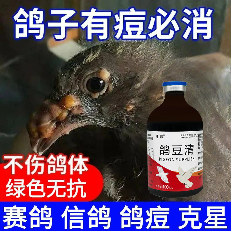 鸽豆清鸽痘当日消治鸽子眼皮嘴角脚趾长鸽逗信鸽赛鸽品