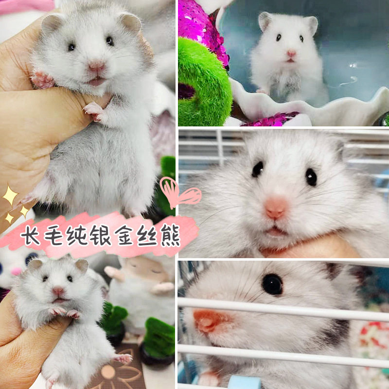 仓鼠兔子龙猫天竺鼠荷兰猪防咬手套防啃手抓 保护手套 小仓鼠用品