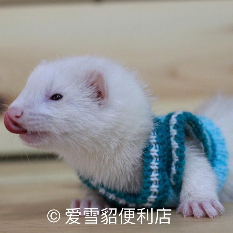 萌宠秋冬保暖毛衣宠物雪貂松鼠狐獴衣服装饰服饰针织厂家直供