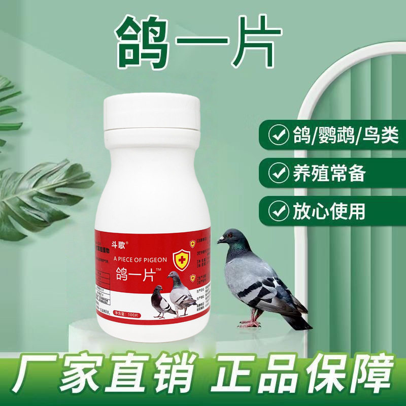 鸽子拉便绿稀水白便缩头新城疫鸽瘟康抗病毒鸽大全鸽病