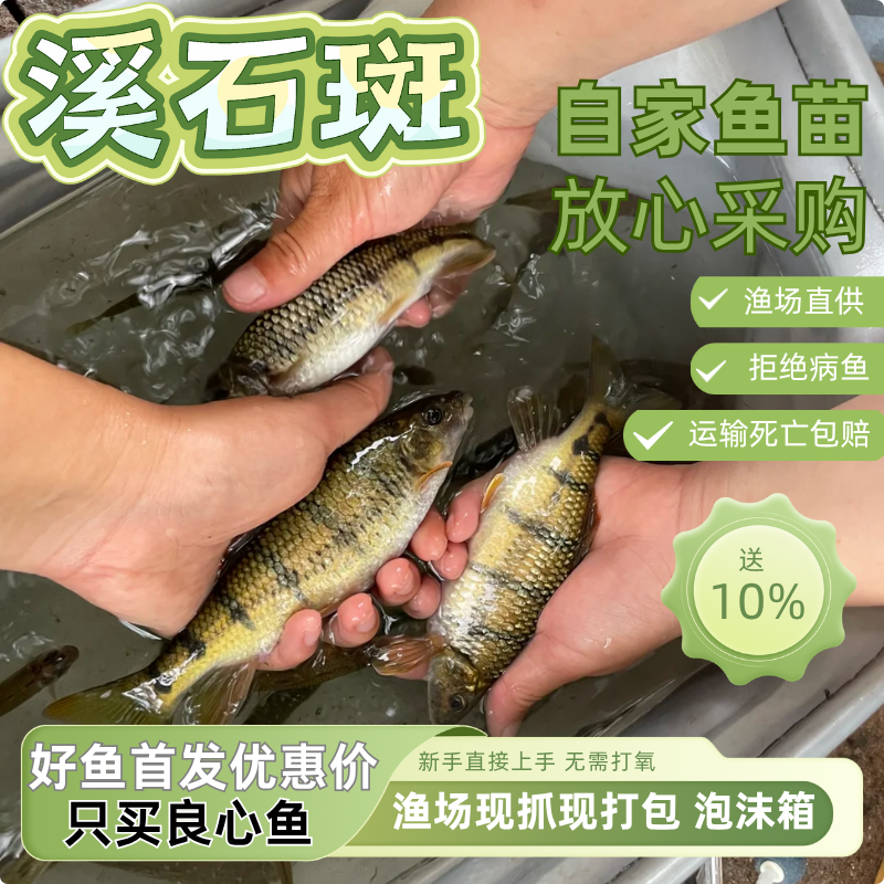 重庆发货假一赔十正宗溪石斑鱼苗