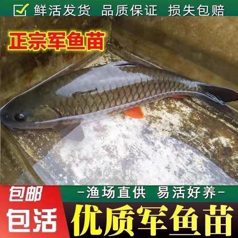 湖北发货正宗军鱼苗批发保真包活