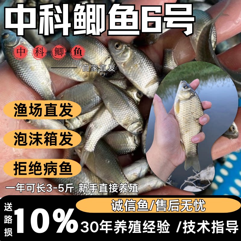 湖北中科鲫鱼苗批发顺丰包活正宗图片