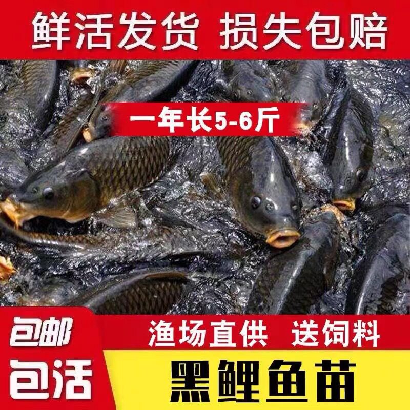 重庆鲤鱼苗淡水养殖特大草鱼黄肉黑鲤鱼稻田稻花鱼红尾建鲤鲫鱼大