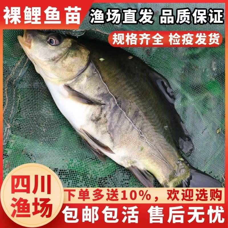 四川裸鲤鱼鱼苗无甲无鳞养殖食用淡水鱼三道磷黑鲤鱼苗镜鲤大裸斑