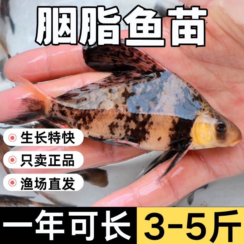 四川一帆风顺胭脂鱼苗