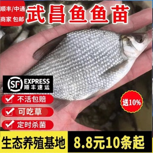 湖北武昌鱼苗淡水鱼苗大鲳小鲳鱼苗鳊鱼苗三角鲂鱼三角沙边鲂鱼苗