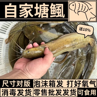 四川塘角鱼鱼苗本地塘鲺鱼苗淡水养殖食用皇妃一代胡子鲶鱼苗塘虱