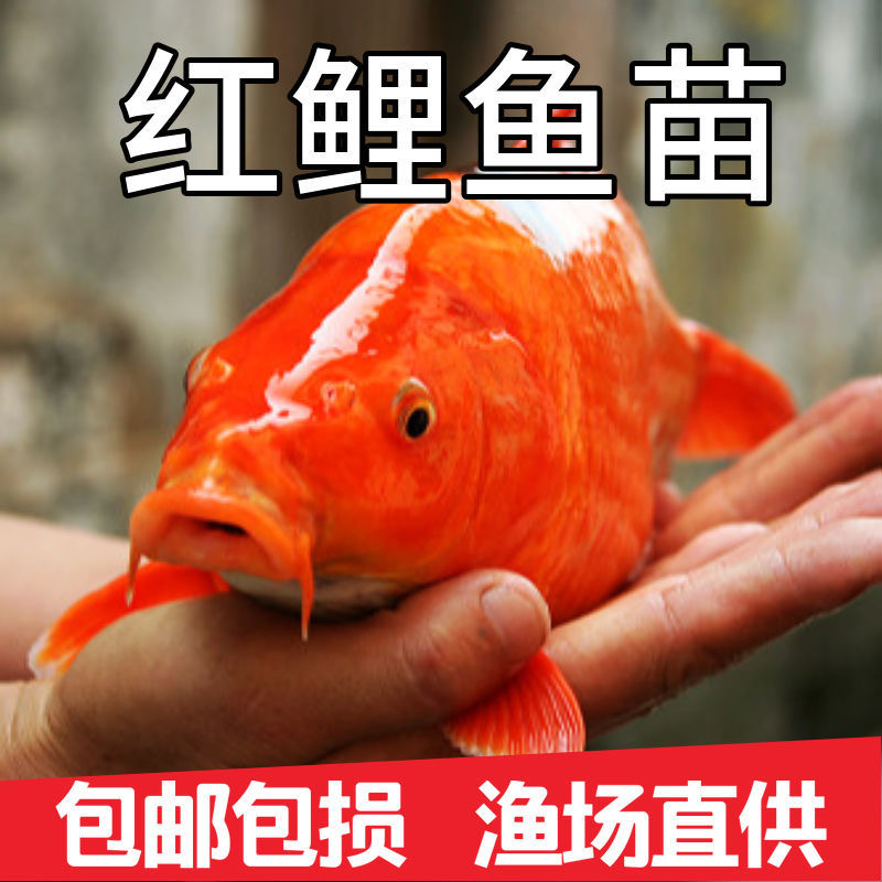 湖北红鲤鱼兴国荷叶红鲤鱼建鲤鱼苗特大可食用观赏鱼冷水鱼苗包活