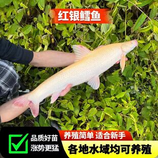 广东红眼银鳕鱼苗淡水鱼苗养殖食用白子招财龙大鳞水观赏鱼食用鱼