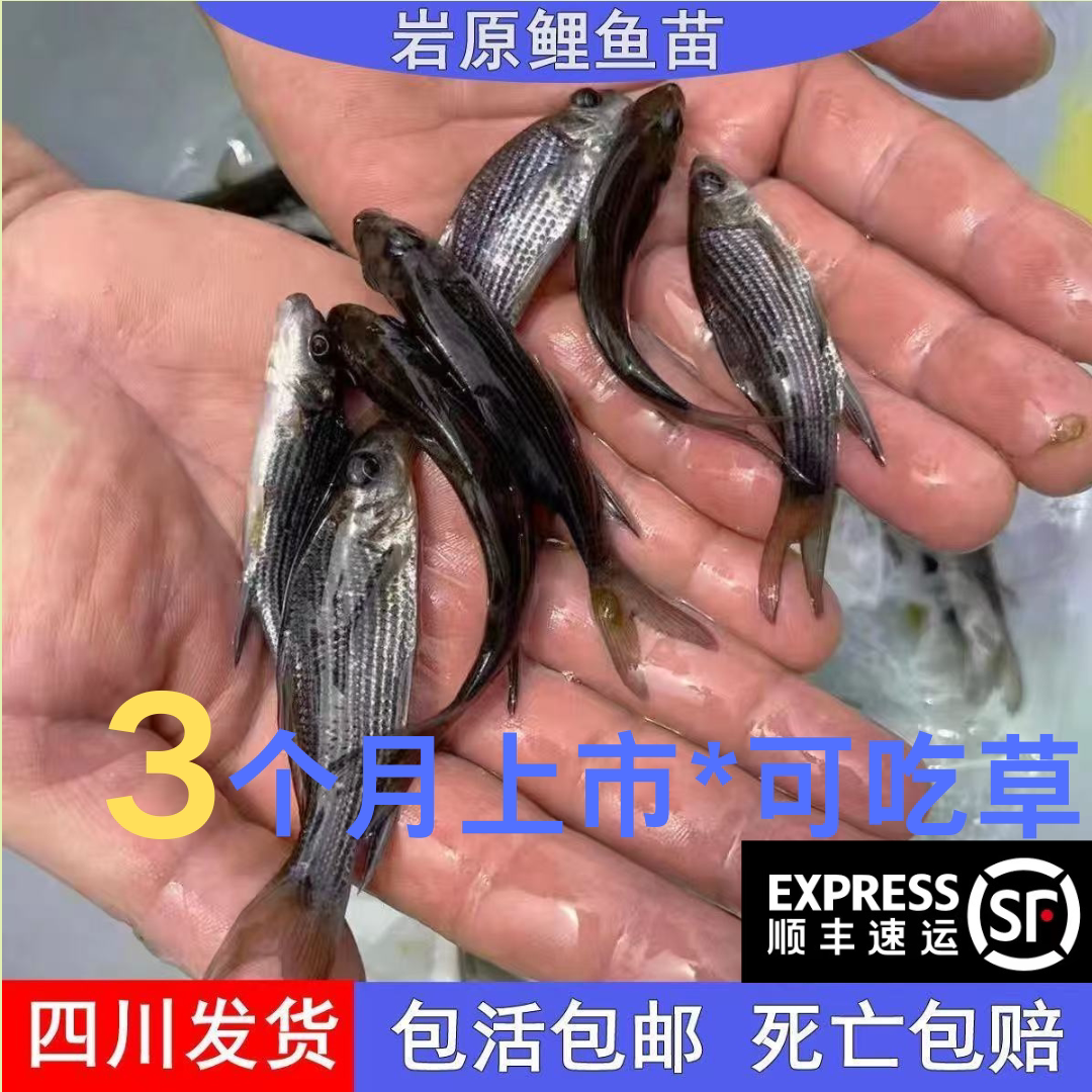 四川岩鲤岩原鲤黑鲤鱼鬼头鱼原生鱼高档食用观赏淡水活体观赏鱼大