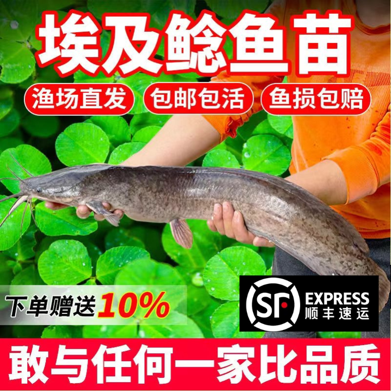 重庆塘鲺皇妃包活到家好养活淡水