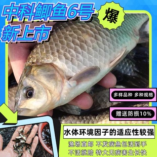 重庆中科6号鲫鱼苗无刺鲫鱼苗工程鲫中科鲫鱼银鲫麻鲫黄金鲫鱼3大