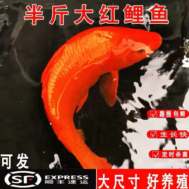 广东发货正宗红鲤鱼苗批发顺丰图片
