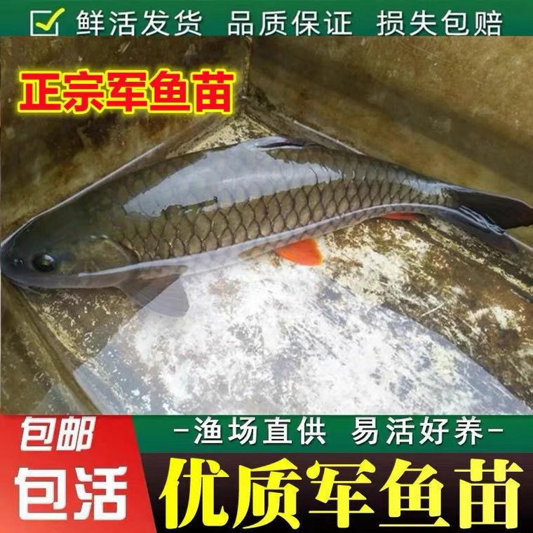 重庆特大军鱼苗批发保真假一赔三