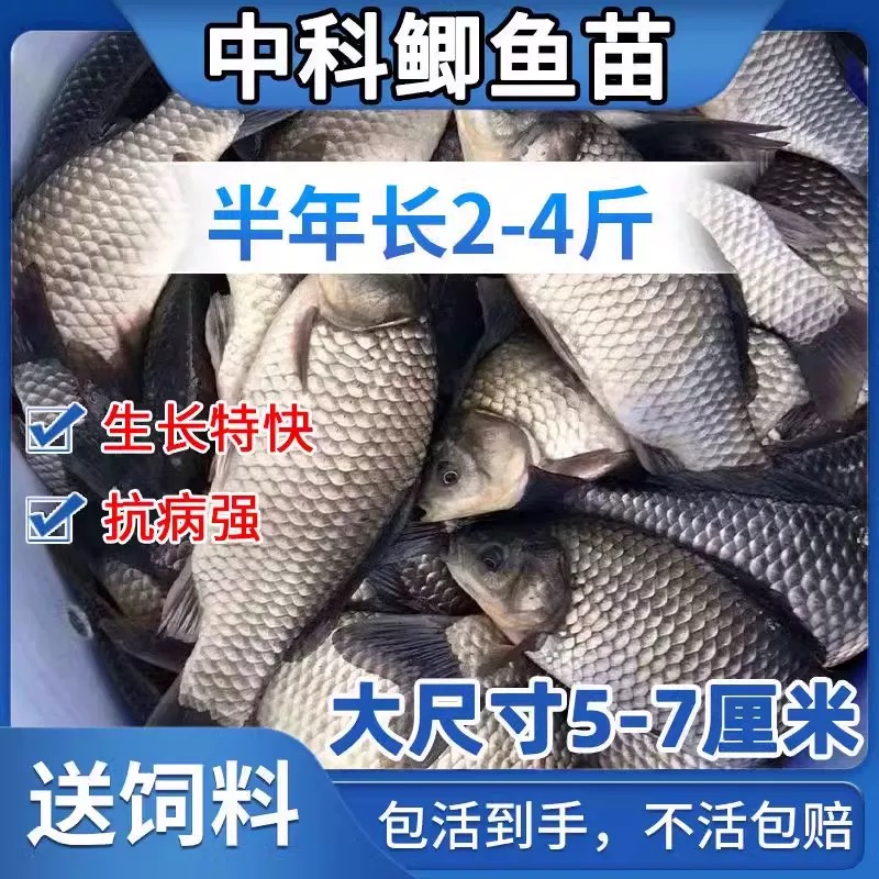 湖北发货正宗鲫鱼苗批发包活顺丰