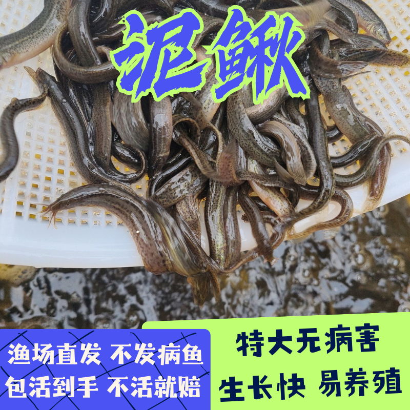 重庆泥鳅苗鲜活食用台湾泥鳅苗本地黑泥鳅淡水养殖筏钓活体饲料鱼