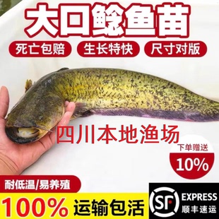 重庆南方大口鲶鱼苗淡水养殖食用河鲶土鲶鱼二须鲶肉食塘鲺鲶鱼苗