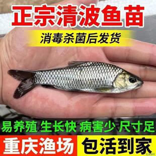 重庆清波鱼苗淡水鱼苗养殖食用本地青板中华倒刺鲃乌鳞鱼特大小鱼