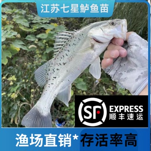 江苏大优质七星鲈鱼苗加州鲈鱼苗路亚苗大口黑鲈鱼苗淡水养殖鱼苗