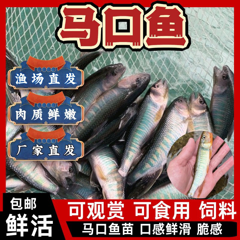 江苏原生溪流马口鱼苗溪哥观赏鱼冷水鱼不加温淡水鱼好养鱼溪流鱼