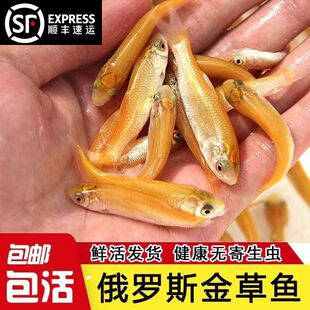 湖北金草鱼苗淡水养殖食用冷水金丝皖红黄金丝草鱼俄罗斯金草鱼苗