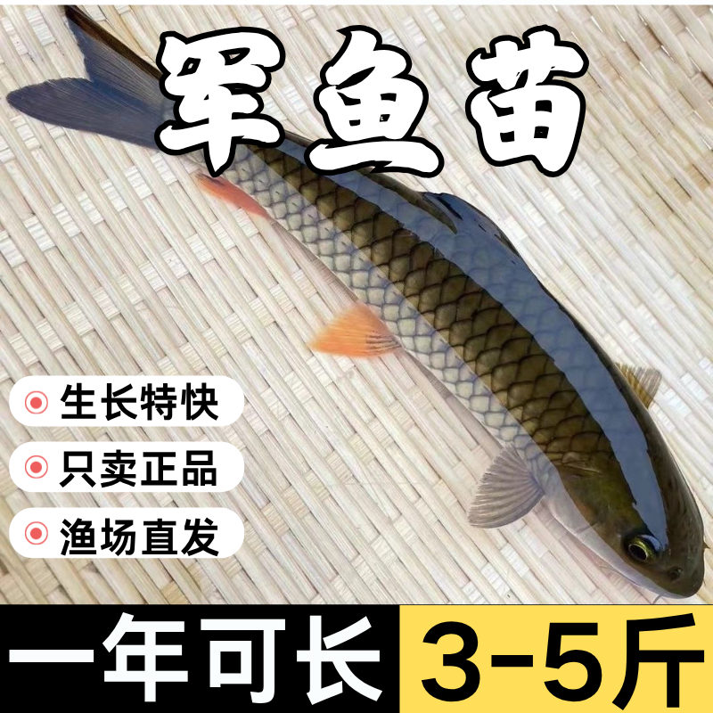 广东军鱼苗淡水食用观赏鱼军鱼鱼苗坚鱼苗青竹鲩鱼苗活体鱼苗娟鱼