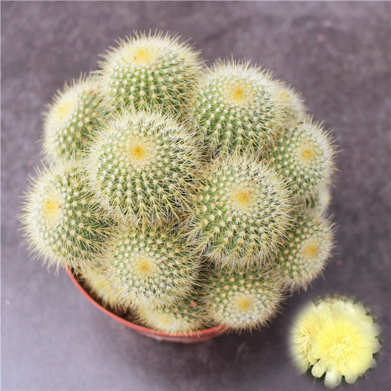群生金冠仙人球 多头开黄色花办公室桌面小植物 大盆栽花卉仙人掌