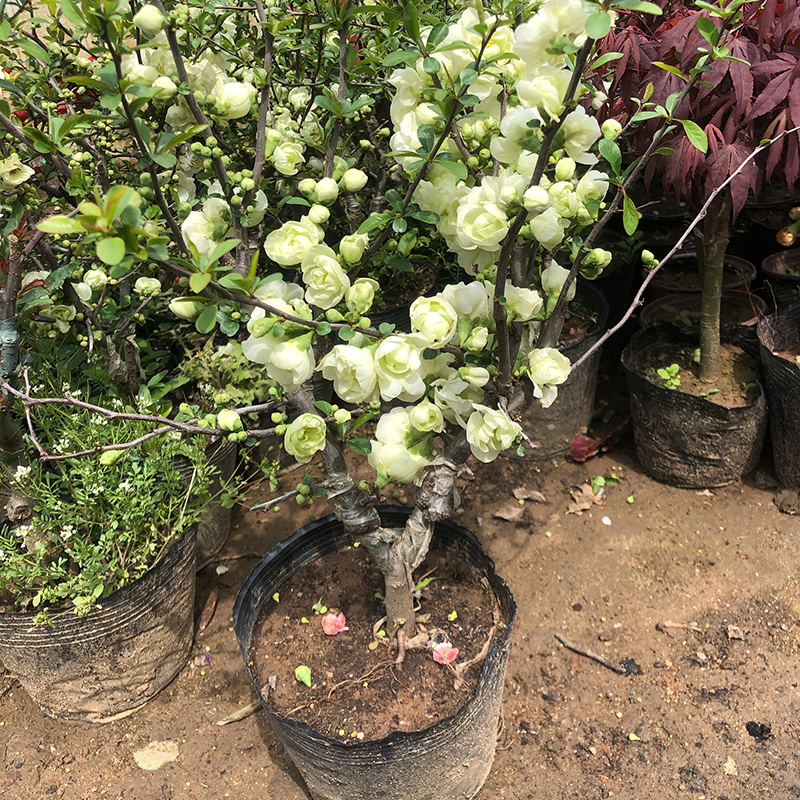 海棠花盆栽带花苞树苗老桩盆景庭院好养四季易活植物室内花卉绿植