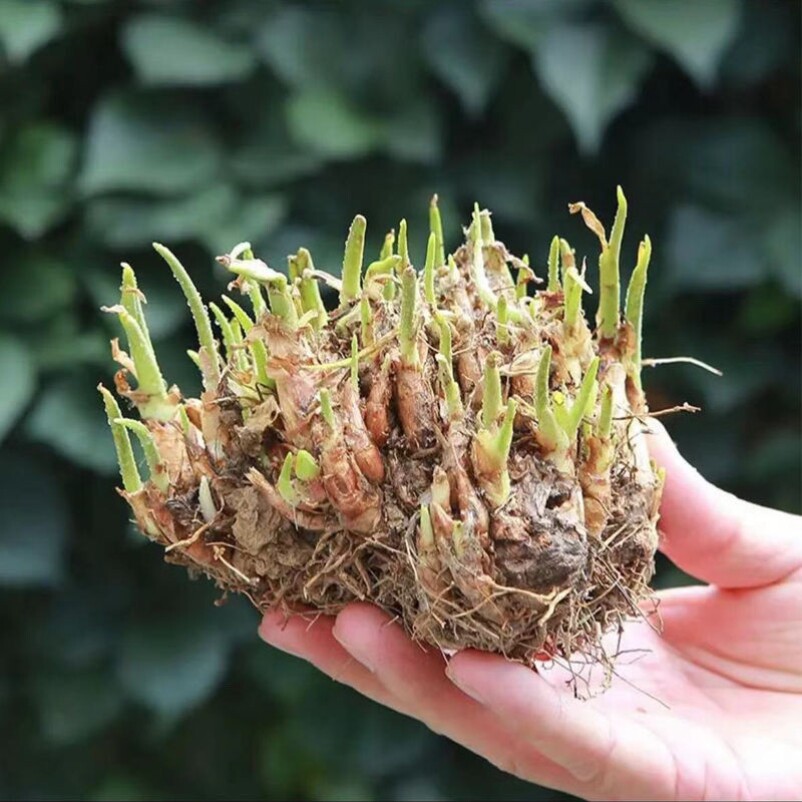 四季南北方种植晚香玉球根花卉浓香型室内外多年生抗寒好养