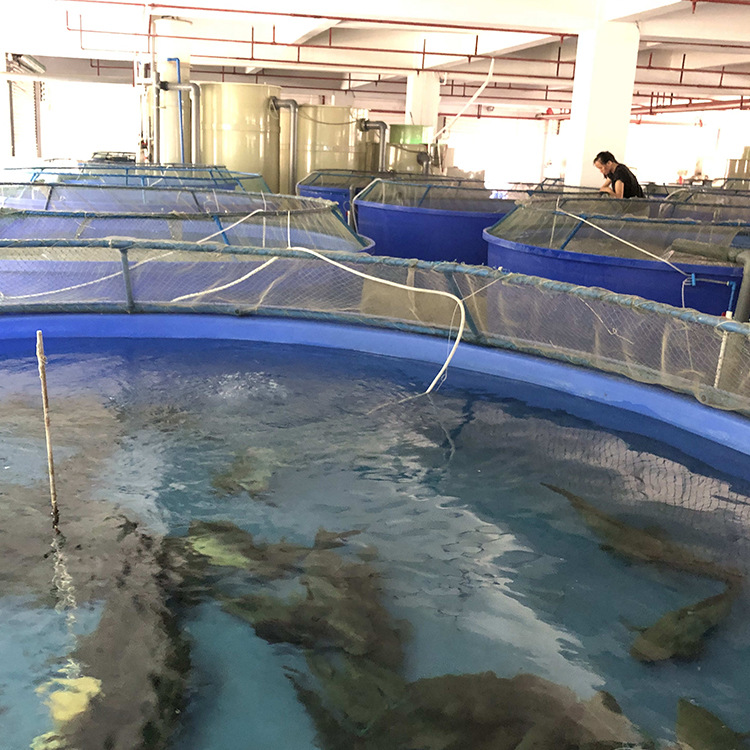 小型室内全套工厂化循环水养殖系统入门型小系统新型养殖技术设备