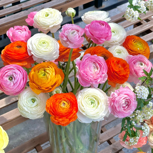花毛茛洋牡丹鲜花云南直发室内水培插花洋牡丹花束鲜切花顺丰包邮