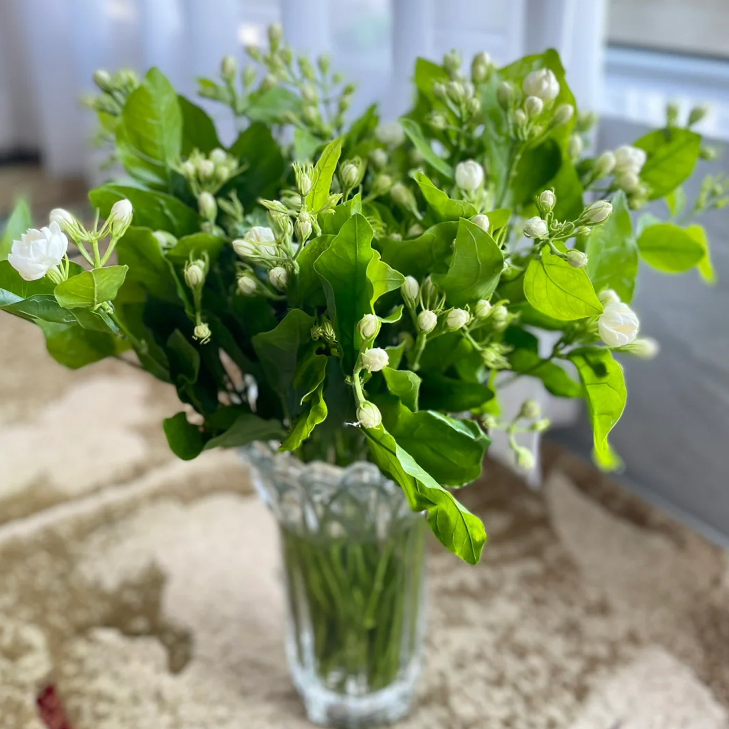夏季限定茉莉花一把30多支哦