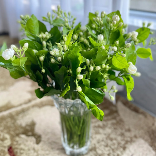 夏季限定茉莉花一把30多支哦