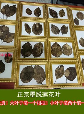 西藏林芝墨脱天然莲花r叶精挑发货送礼送朋友送同学送老师送女友