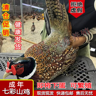 一对成年七彩山鸡活鸡吃五谷杂粮人工养殖宠物鸡孵化下蛋鸡观赏鸡