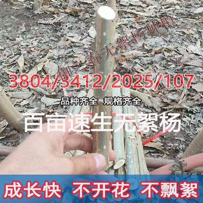 3804速生无絮白杨树扦插段3412不开花2025不飘絮107生长快2公分