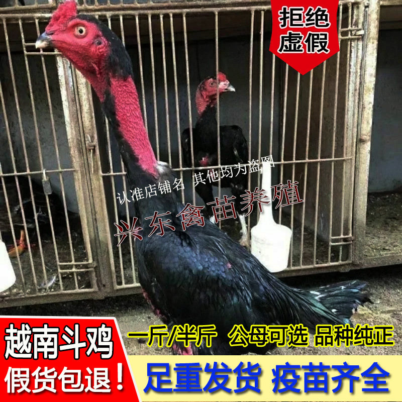 一斤斗鸡活体大种正宗脱温半斤