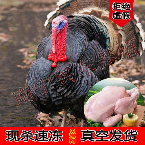 大种火鸡肉鸡散养青铜火鸡肉整只尼古拉火鸡肉可发活体国产新鲜