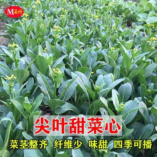 尖叶甜菜心种子广东粗条菜心四季阳台盆栽菜园高产农家蔬菜种籽孑