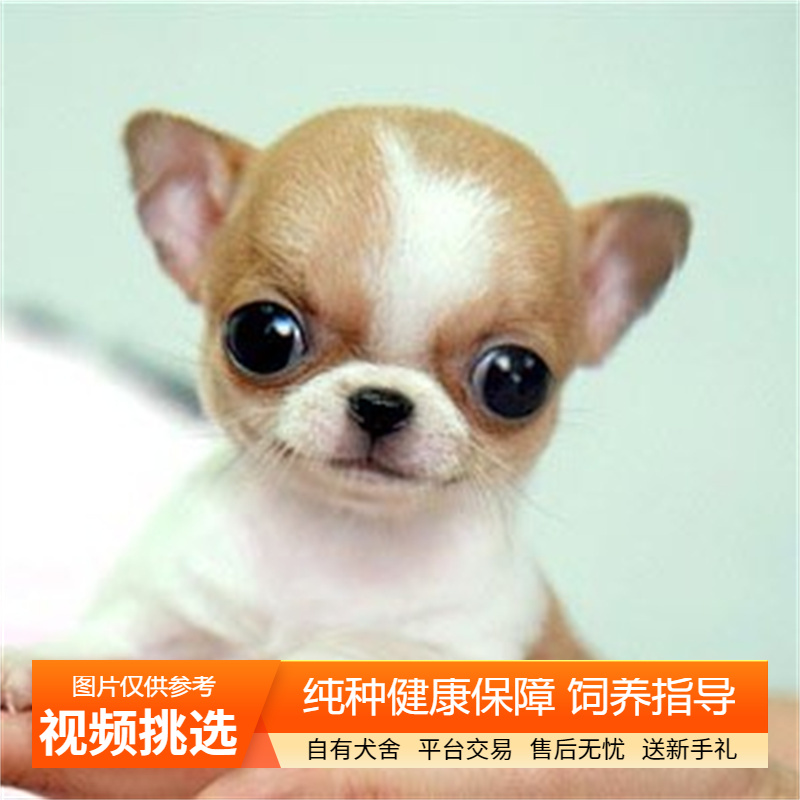 纯种双血统吉娃娃幼犬宠物狗
