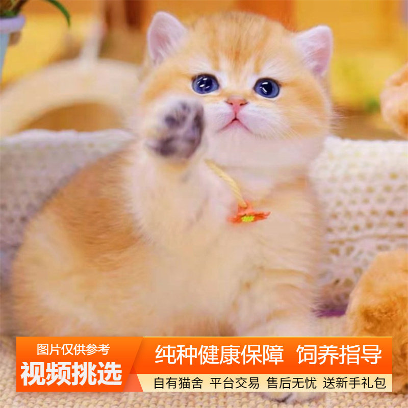 纯种英短金渐层幼猫双血统英国短毛猫小猫咪宠物猫咪活体幼崽