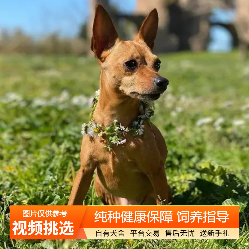 小鹿犬幼犬纯种双血统宠物狗狗活体小狗活物幼崽陪伴犬迷你笃宾犬