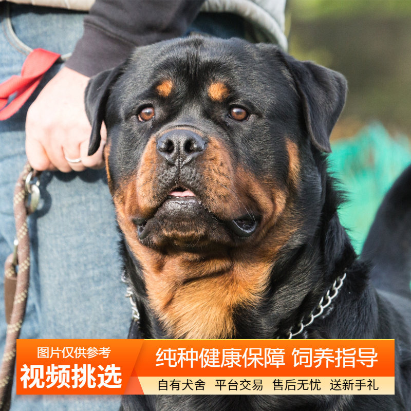 纯种双血统罗威纳幼犬护卫犬幼崽图片