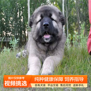 纯种双血统高加索幼犬熊版巨型犬宠物狗狗活体小狗活物幼崽护卫犬